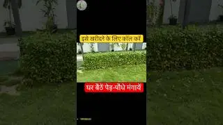 Online hedge plant buy #hedge #ytshorts #gardening #onlinenursery #plant