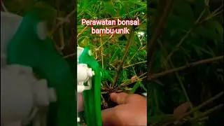 bonsai bambu unik #shorts
