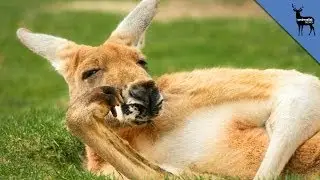 Unexpected Animal Lady Parts