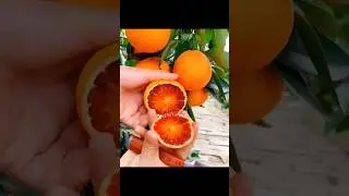 China Fruits Is So Delicious 😋 | China Most Delicious Fruits. | #shorts #fruit