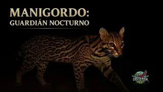 Manigordo (Leopardus pardalis)
