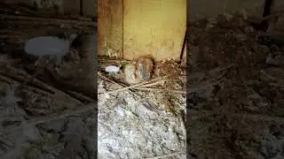 #islamicstatus #ma #rj #rjarjun #islamicvideo #allah #viral #newvideo #pigeon #rjbollywoodtv