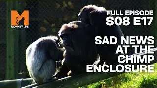 Saying Goodbye To Chimp Susie | Season 8 Episode 17 | Full Episode | Monkey Life