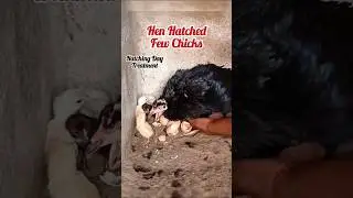 Hatching Day of #aseel #chicken