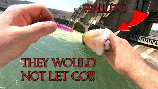 Soft plastic Swimbaits WALLEYE WHITE BASS and CRAPPIE. They could not resist the AUTHENTX PULSE-R!