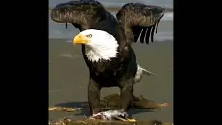 best eagle video 🥰 rare 😘#youtubeshorts #youtube #ytshorts