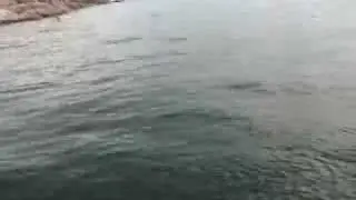 Striper frenzy