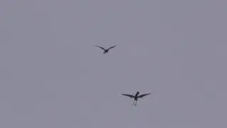 Bitterns Flight display. Hickling Broad. Norfolk.