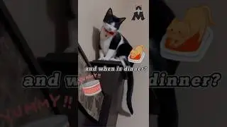 Funny Cat #catshorts #cutecatcompilation