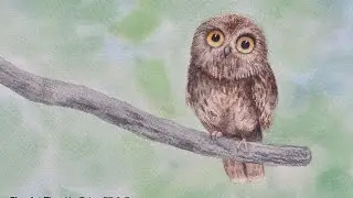 How to Paint a Pygmy Owl With Watercolor