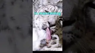 Guardians of the Mountains: Protecting Snow Leopards 🏔️🐾 #SnowLeopards #Conservation #Wildlife