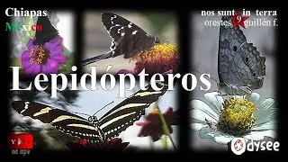 lepidopteros, marphesia heliconius