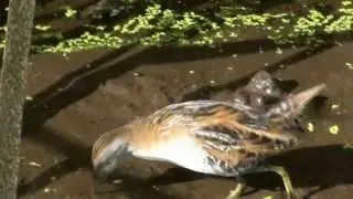 New Zealand Birds: Marsh (Baillon's) Crake close up
