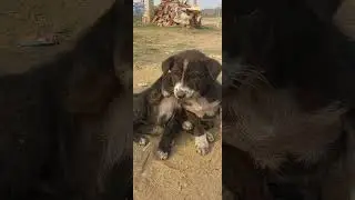 #Dog lover