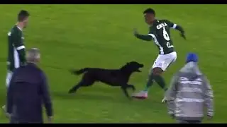 Dog invades pitch, nearly bites Brazilian player!