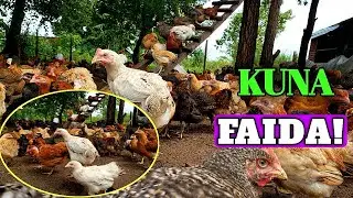A FARM. FAIDA YA UFUGAJI INAYOVUTIA WENGI!