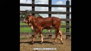 Terneros Brahman Rojos 🐮