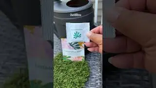 Fertilize your plants only 4x a year with Instant Plant Food tablets #houseplants #shorts