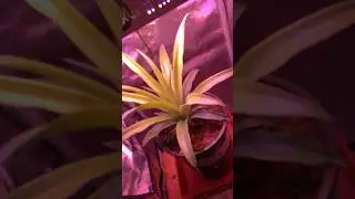 Pineapple indoor grow. #graden #organicgardening #gardeningtips  #pineapple #edit #viral ￼