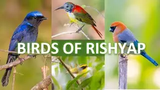 Birds of Rishyap, West Bengal, India | Best season - March