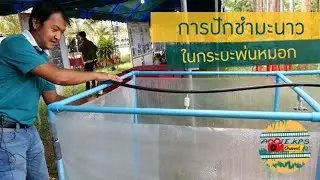 การปักชำมะนาวในกระบะพ่นหมอก