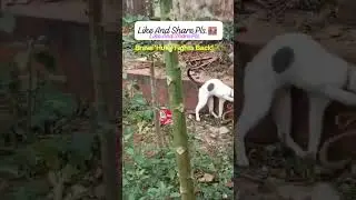 Cat Adventures🐈Cat v/s Snake #Brave'Huro' Fights Back #SnakeAttack #BraveCat #RealFight #ViralShorts