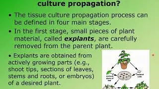 Asexual Propagation    MicroTissue Culture