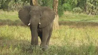 African Elephant walking through a tree clearing toward camera, displaying some aggressive behaviour