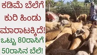 ಕಡಿಮೆ ಬೆಲೆಗೆ ಕುರಿ ಹಿಂಡು ಮಾರಾಟಕ್ಕಿದೆ!/ಒಟ್ಟು 80ರಾಸು: ಕೇವಲ 50ರಾಸಿನ ಬೆಲೆ/Sheeps Sales #nativenest 
