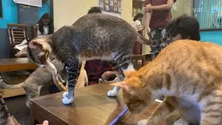 Cat Caf&eacute; Studio Mumbai | Play, have Fun & Calming time with lovely Cats 🐱| India&rsquo;s 1st Cat Cafe.