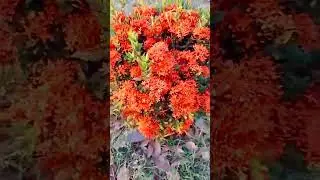 Jungle Geranium(Ixora Coccinea) #shorts #youtubeshorts #short #geranium #garden #gardening #flowers