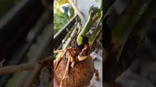 Choco Bonsai triplets 
