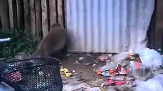 monkeys of ko chang