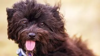 Havanese Health Checks: Regular Vet Visits for Wellness