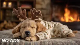 Успокаивающая музыка для собак 🐶💤 Снятие стресса и спокойный отдых 💕 Без рекламы
