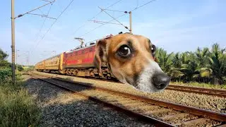 Funny Dog Train | Dheeran Kid | Funny Train Videos | @Gondezz | 79 |