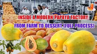 Inside a Modern Papaya Factory From Farm to Dessert (Full Process)