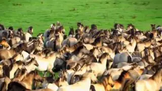 Amazing Galloping Horses