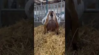 In Switzerland, the goat named Saanen is called the queen of milk.