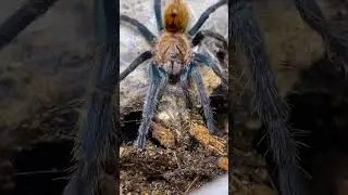 Feeding Tarantulas! GBB, P. Rufilata, G. Rosea , P. Irminia 🔥