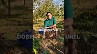 Сентябрьский посев моркови &ndash; СОБИРАЙТЕ ВСЮ ЗИМУ!