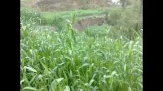 قرية ثاه بني زيد بمحافظة رجال ألمع.wmv