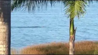 Morelet&rsquo;s crocodile kills Mexican jaguar