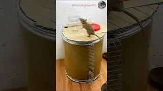 DIY Rat Trap: Easy & Effective