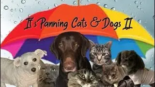 It's Panning Cats & Dogs project pan Finale and Intro #PanningPetsPP