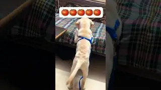 #kids #song #rhymes #leo #labrador #yourdog #dog #funny