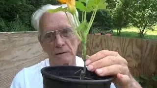 SQUASH - GROWING & COOKING STEP BY STEP [HOW TO DO IT] (OAG )