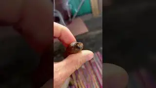 Worst cigar mistake ever! #nasty #lifestyle #cigar #cigars #fyp #smoking