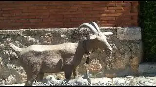 Mecerreyes. Burgos