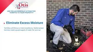 Are You Accidentally Attracting Termites to Your Property?